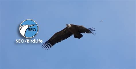 SEO/BirdLife celebra el 60 aniversario de la organización ...