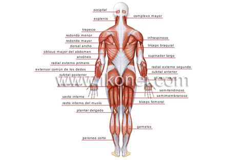 ser humano > anatomía > músculos > vista posterior imagen ...