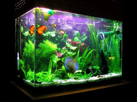 Serious infection from a fish tank | Worms & Germs Blog