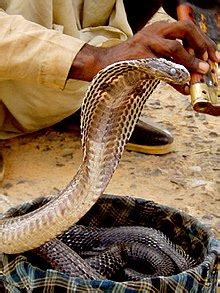 Serpentes — Wikipédia