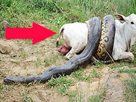 Serpiente Gigante Se Come Una Vaca  fotografias    YouTube