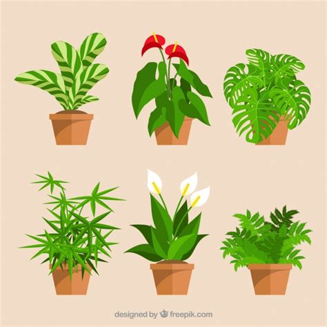 Set of decorative flower pots and flowers Vector | Free ...