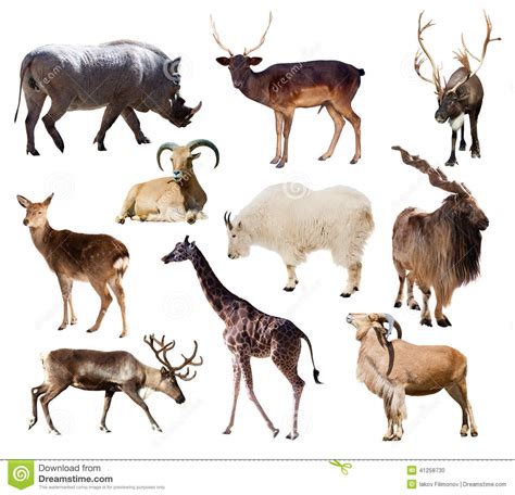 Set Of Mammal Animals Over White Stock Photo   Image of ...