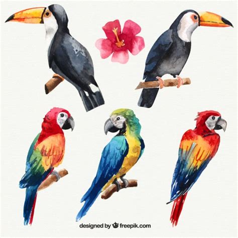 Set of watercolor tropical birds Vector | Free Download