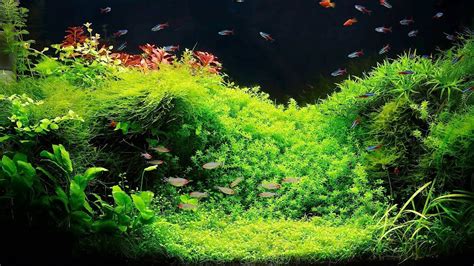Setting Up a Fish Tank with Live Plants | Aquarium Care ...