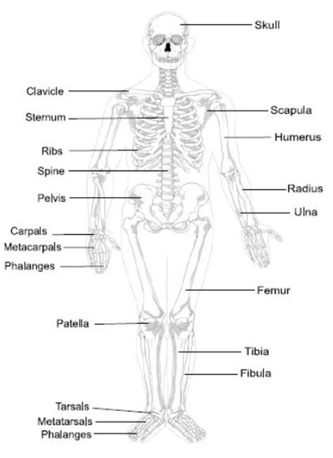 SeventhScience / Skeletal System