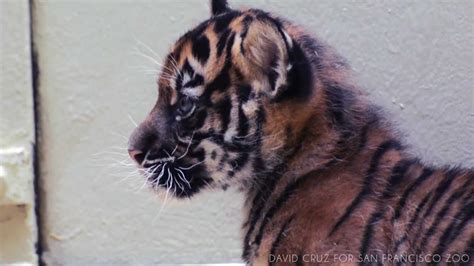 SF Zoo   Tiger Cub   Video Clip   YouTube