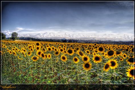 Sfondi : fiori, panorama, campo, Italia, vista, giallo ...