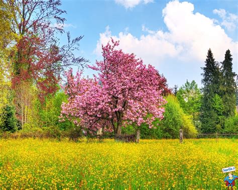 Sfondi Primavera • Sfondi in alta definizione  HD