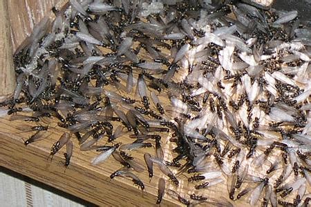 Shamrock Pest Control inc   Termite Treatment, Termite ...
