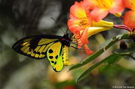ShangralaFamilyFun.com   Shangrala s Beautiful Butterflies!