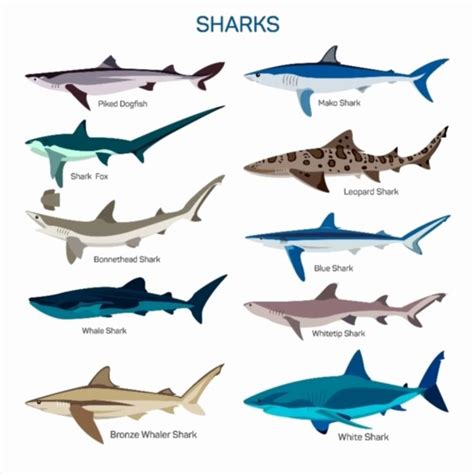 Shark fish vector set in flat style design. Different kind ...