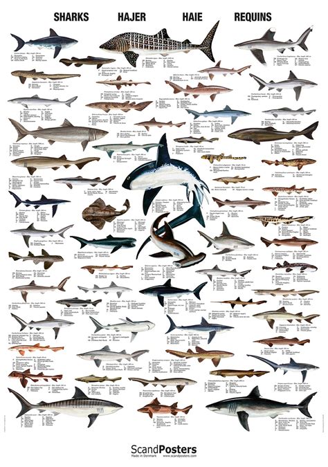 Shark Poster | Poster with sharks | Chart of shark species