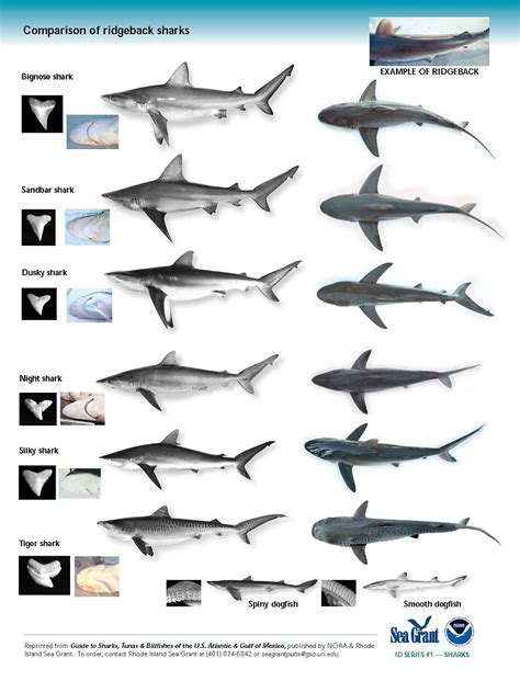 Shark Species Chart