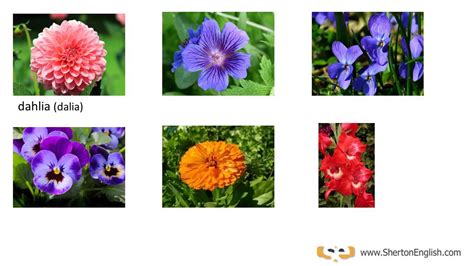 Sherton English Nombres de las Flores Names of Flowers ...