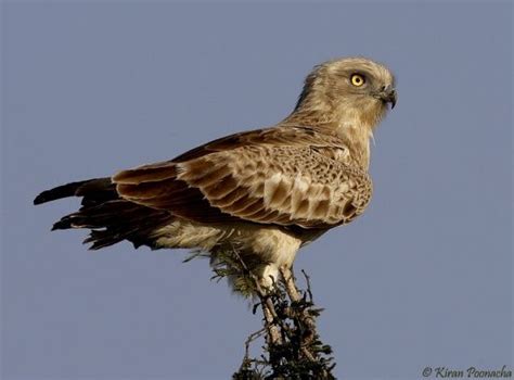 Short Toed Eagle   National Bird of Spain | National Birds ...