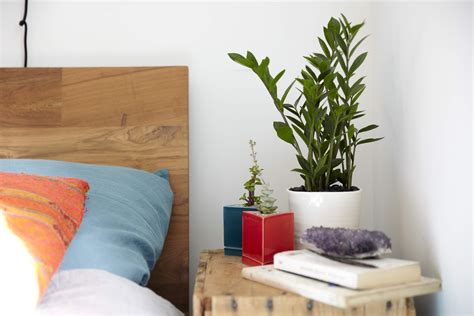 Should You Keep Plants in Your Bedroom?   Casper Blog