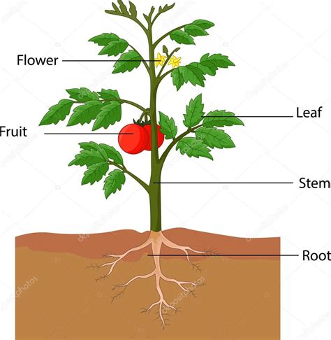 Showing the parts of a tomato plant — Stock Vector ...