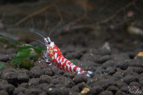 shrimp | Invertebrates Freshwater | Pinterest | Gambario ...