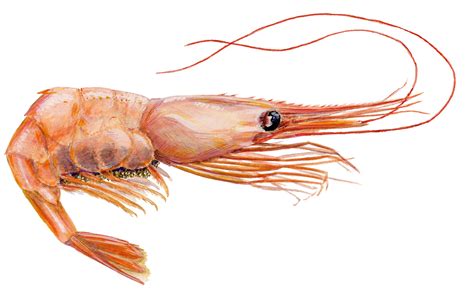 Shrimp   True Wildlife Creatures