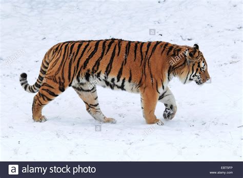 Siberian tiger, Amurian tiger, Amur tiger  Panthera tigris ...