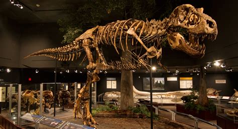 Siebel Dinosaur Complex | Museum of the Rockies