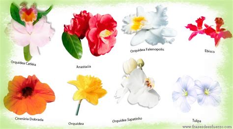 Siete Imágenes de Flores Exóticas Gratis Muy Bellas