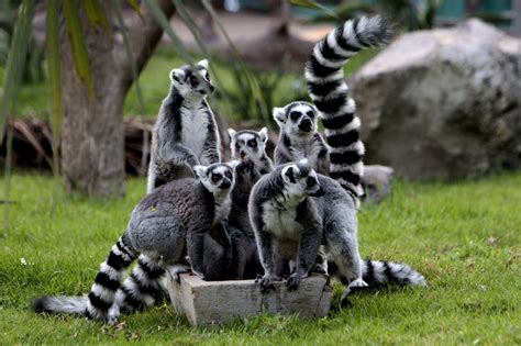 Siete lemures, nuevos en el zoológico de Guatemala