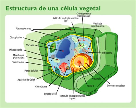 Significado de Célula vegetal   Qué es, Concepto y Definición
