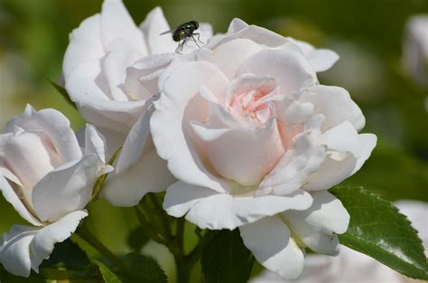 Significado de las ROSAS BLANCAS más hermosas del mundo!