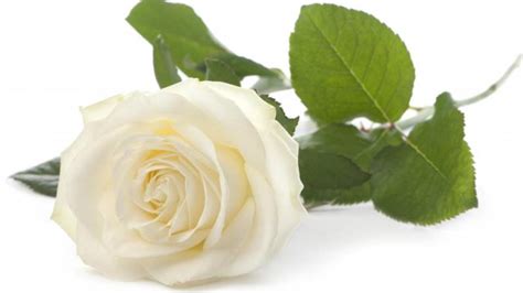 Significado de las ROSAS BLANCAS más hermosas del mundo!