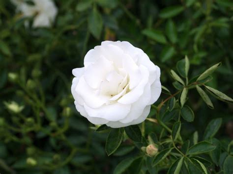 Significado de las ROSAS BLANCAS más hermosas del mundo!