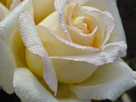 Significado de las ROSAS BLANCAS más hermosas del mundo!