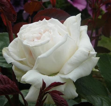 Significado de las rosas | Florpedia.com