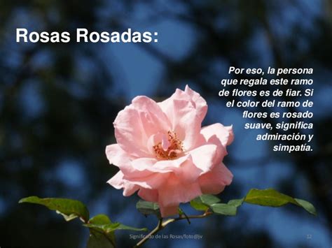 Significado de las rosas