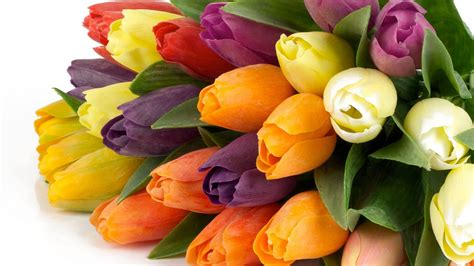 Significado de los tulipanes: Averigua toda la simbología ...