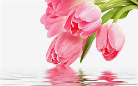 Significado de los tulipanes: Averigua toda la simbología ...