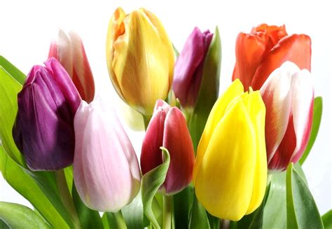 Significado De Los Tulipanes. Significado De Los Tulipanes ...