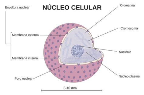 Significado de Núcleo celular   Qué es, Concepto y Definición