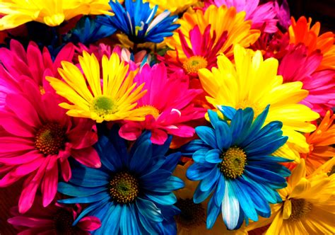Significado del color de las flores | Mundo Flores