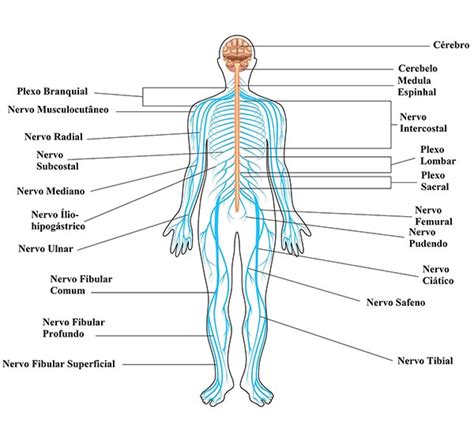 Significado do Sistema nervoso   O que é, Conceito e Definição