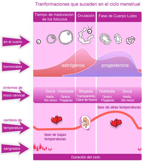 Signos de fertilidad en las fases del ciclo.   28dias