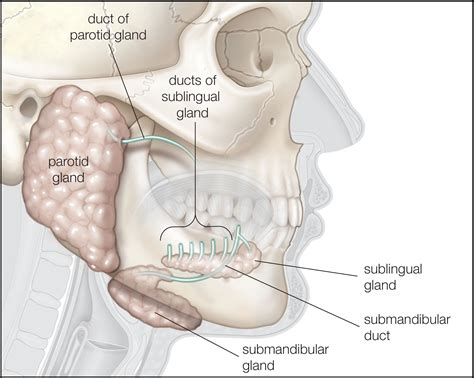 Signs and Symptoms of Salivary Gland Cancer