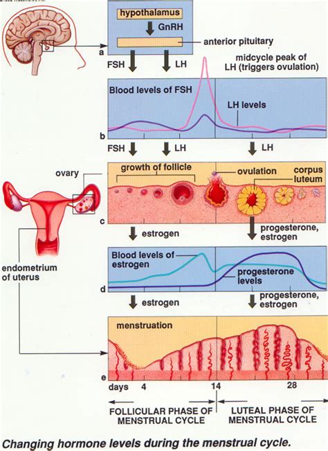 SihatSelalu: FAQ on Irregular Menstruation