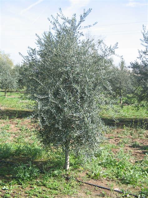 Sikitita : una nueva variedad de olivo más pequeño y ...