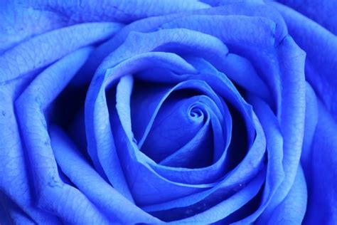 Simbolismo da Rosa Azul | Flávia Melo