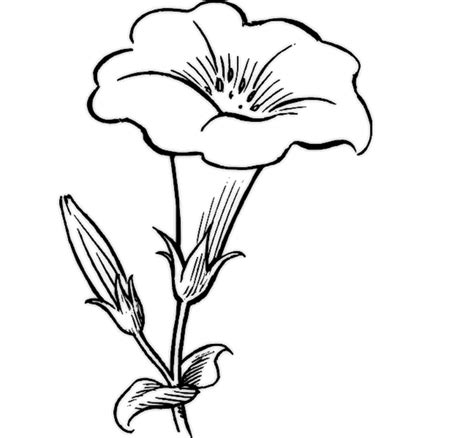 Simple Drawing Of Flower Beautiful Flower Drawing Simple ...