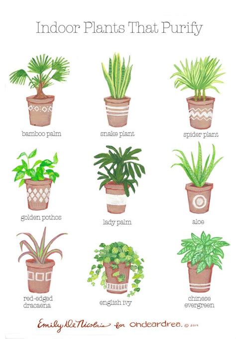Simple Natural Living: The Best Air Purifying Plants For ...