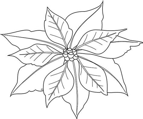 Simple Poinsettia Drawing for National Poinsettia Day ...