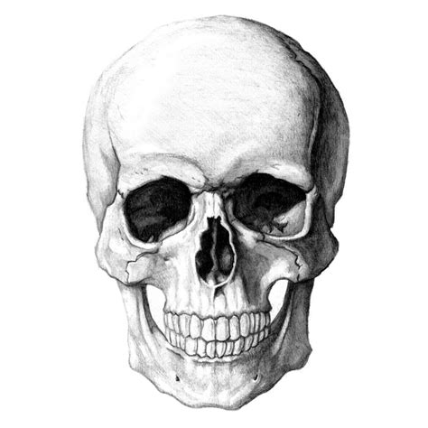 Simple Skull Drawing Easy Drawing Of Skulls | Free ...